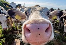 Mūsų rajone mažėja karvių ir avių: tai lemia kelios priežastys