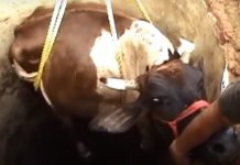 Į duobę buvo įkritusi karvė