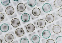 Dažniausiai užduodami klausimai apie hepatitą B
