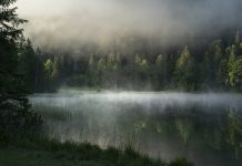 Kaip parduoti miške esančią medieną ir gauti didžiausią pelną?