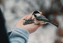Užsitęsus žiemai, gamtininkas S. Paltanavičius ragina nepamiršti paukščių