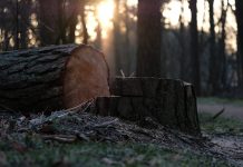 Užpalių seniūnijoje išpjauti trys hektarai miško
