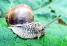 Prasidėjo vynuoginių sraigių rinkimo metas: ką svarbu žinoti