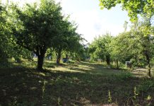 Pūkiniai zuperio maišai, piktos miškinio akys, klastingas milicininko saldainis ir kaip bobutė brolį iš vokiečių vadavo