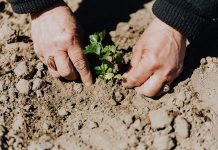 Keturi negirdėti patarimai turintiems sodą