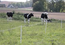 Smulkiųjų ir vidutinių ūkių gyvybingumui didinti – parama