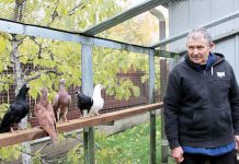 Uteniškis balandžių augintojas savo pomėgį vadina Dievo dovana
