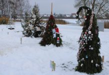 Utenoje pirmąkart suspindo kalėdinių eglučių alėja