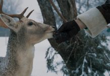 Molėtai ir Utena sukūrė bendrą reklaminį filmuką – kviečia pasimėgauti tikra lietuviška žiema