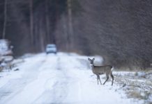 Tamsiuoju metų laiku padaugėja eismo įvykių su laukiniais gyvūnais
