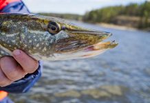 Prasidėjo akcija „Saugom lydeką“: šiuo metu pagauta lydeka gali brangiai kainuoti