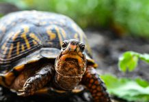 Terariumai vėžliams – ką apie juos verta žinoti?