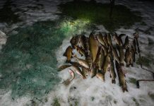 „Saugom lydeką“: nustatyti brakonieriai tinklais pagavę įvairių žuvų, iš jų 22 – lydekos