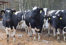 Investicijos į biosaugą padeda valdyti užkrečiamųjų ligų riziką