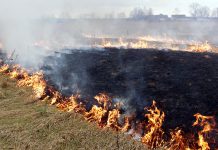 Žolės deginimo prevencija: ką svarbu padaryti šiandien?