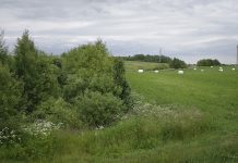 Palanki žinia ūkininkams: visi formalumai suderinti, šįmet daugiamečių pievų atkurti tikrai nereikės