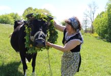 Senųjų tradicijų nepamirštantys tauragniškiai: „Kasmet vis sunkiau rasti karvutę“