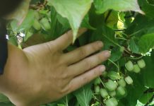 Parama jauniesiems ūkininkams – geriausia investicija