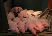 AKM toliau naikina kiaulių ūkius: šįsyk – Klaipėdos rajone