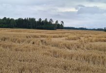 Ūkininkai ir vėl galės teikti paraiškas gauti pasėlių draudimo įmokos kompensaciją