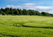 Siūloma ir kaimiškų teritorijų žemę perduoti valdyti savivaldybėms