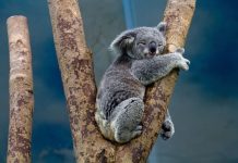 Išskirtinė pažintis su Australija – „Travel Planet“ maršruto apžvalga