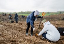 Kur oš tavo laisvės miškas: kviečia registruotis į miškasodį