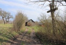 Stipruolis prosenelis, pasendintas veidas, arklių špekuliantai ir kodėl reikėjo pievas šienauti naktį