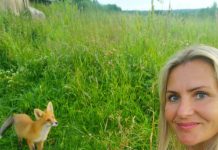 Ypatingas ryšys su lapėmis: menininkė Edita su smalsiu svečiu dalijasi net braškėmis