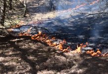 Pavasarį dega žolė