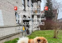 DĖL ŠUNS OSMELIO PAIEŠKOS