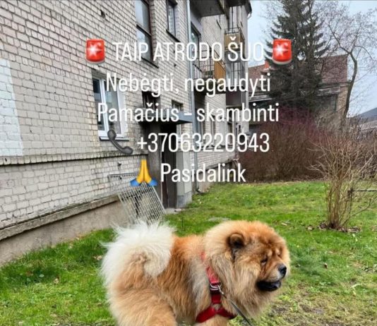 DĖL ŠUNS OSMELIO PAIEŠKOS