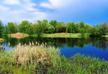 Pavasarinė vandens telkinių priežiūra: kaip pažadinti tvenkinį po žiemos