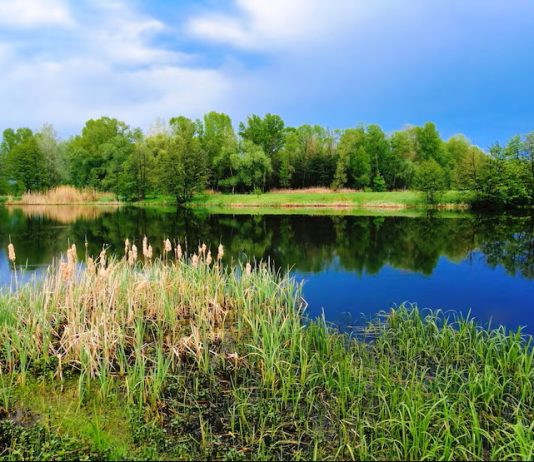 Pavasarinė vandens telkinių priežiūra: kaip pažadinti tvenkinį po žiemos