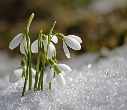 NVSC: bunda gamta – bunda ir erkės
