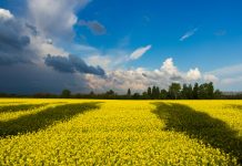 Dirbamosios žemės nuomos sutartis: kodėl neužtenka tik susitarti žodžiu