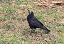 Utena juodųjų paukščių šešėlyje: kodėl nepavyksta įveikti kovarnių kolonijų?