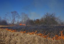 Ugnis pievose – pavojus miškams: kodėl svarbi kiekvieno atsakomybė?