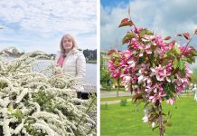 Utenos želdynais besirūpinanti Jolanta Tumienė: „Utena galėtų tapti rojaus obelaičių miestu“