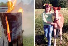 Atmintyje išsaugoti žirgai, arba kai vietoje Joninių laužo ugnimi žaižaruoja perskeltos kaladės
