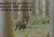 Užpalių seniūnijoje – kiaulių maro atvejis