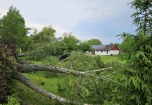 Praūžus audrai labiausiai kliuvo trims seniūnijoms