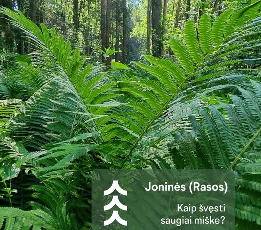 Joninių išvakarėse miškininkai ragina gamtoje elgtis atsakingai