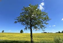 Baigėsi žemės ūkio naudmenų deklaravimas: pirmieji rezultatai