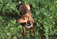 Veterinaras įspėja: už šuns smalsumą gali tekti sumokėti stresu ir nervais
