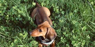 Veterinaras įspėja: už šuns smalsumą gali tekti sumokėti stresu ir nervais
