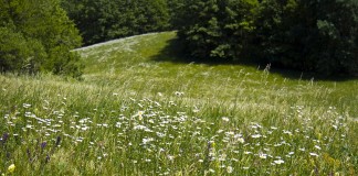 Sudarytas bendras preliminarus 2026 m. nenaudojamų, apleistų kitos paskirties žemės sklypų sąrašas