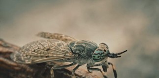 Skaudžiai geliančių sparvų išvengti sunkiau nei uodų: kaip elgtis, kad jas atbaidytume ir kaip pasirūpinti įgelta vieta?