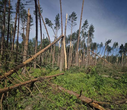 Utenos rajone tęsiami intensyvūs audros padarinių šalinimo darbai: elektros tiekimą atkurti padeda 19 brigadų