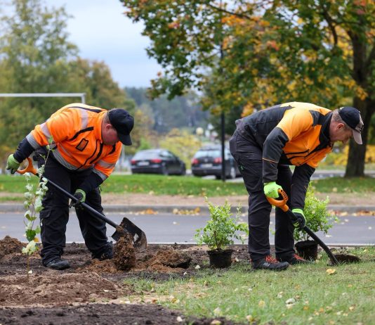 Rudenėjančioje Utenoje – naujų želdinių įrengimo ir kovos su lapkričiu rūpesčiai